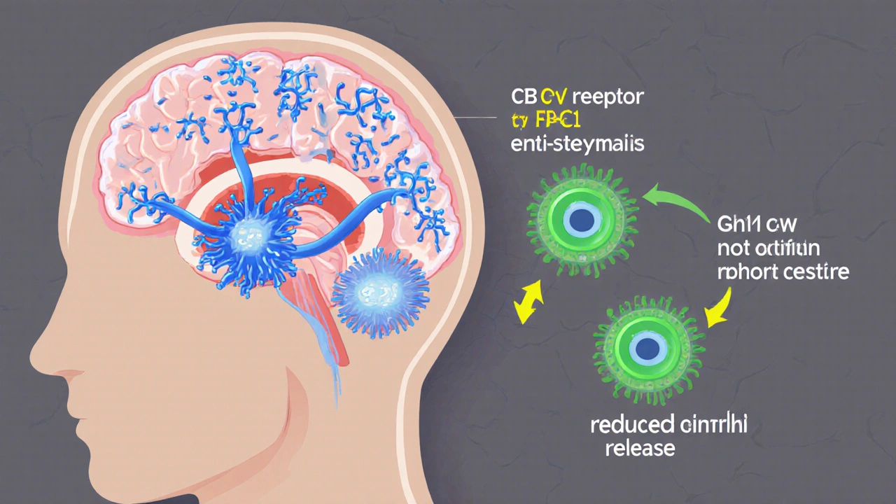 Ilustrace THCV vázajícího se na CB1 a CB2 receptory, ovlivňující leptin a ghrelin.