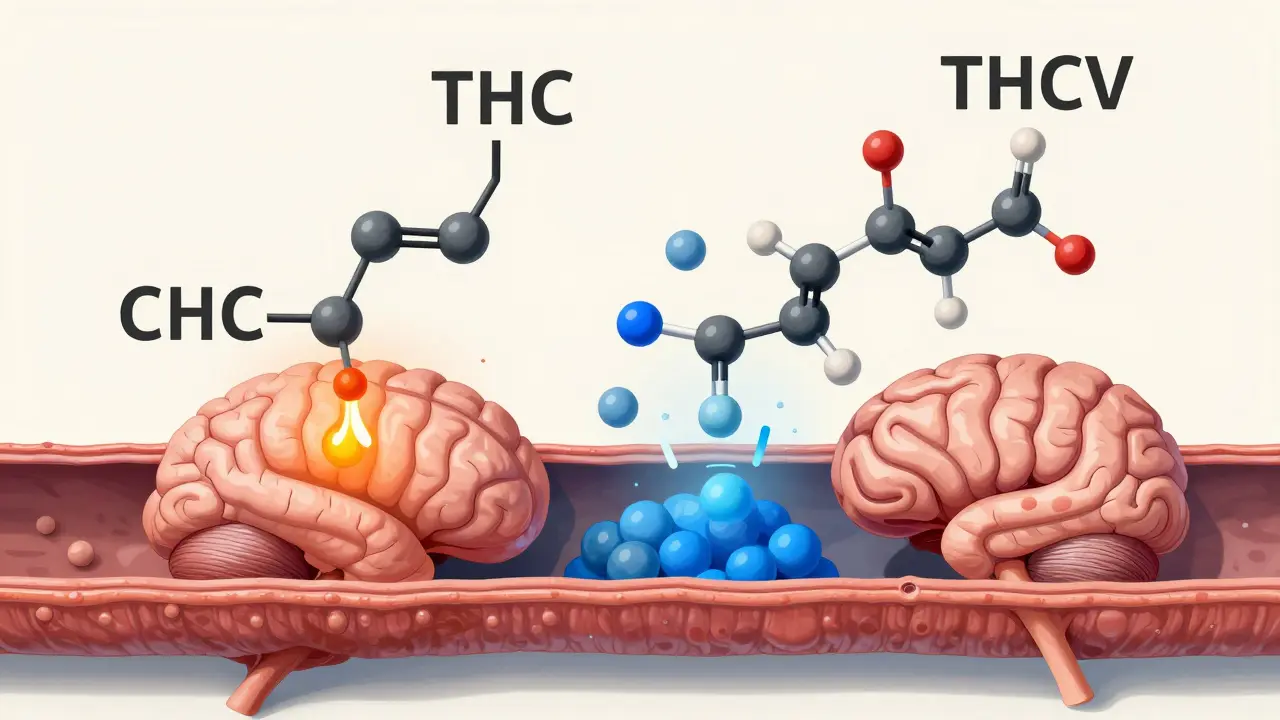 Molekulární struktura THC a THCV vedle sebe, jak interagují s receptorovými systémy v mozku.