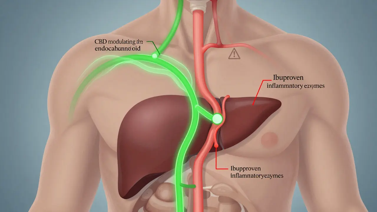 Vnitřní ilustrace těla s dvěma cestami: CBD a ibuprofen, konkurující v játrech.