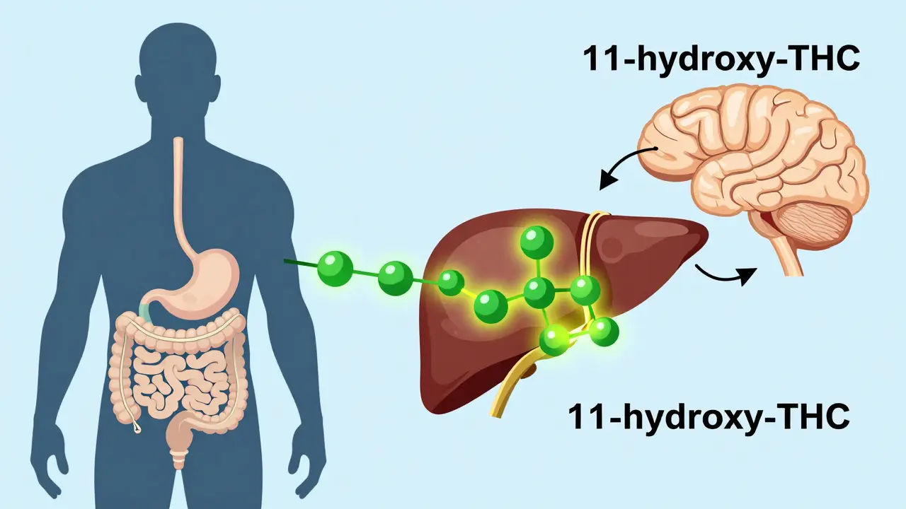 Ilustrace zpracování THC játry a přeměny na silnější metabolit