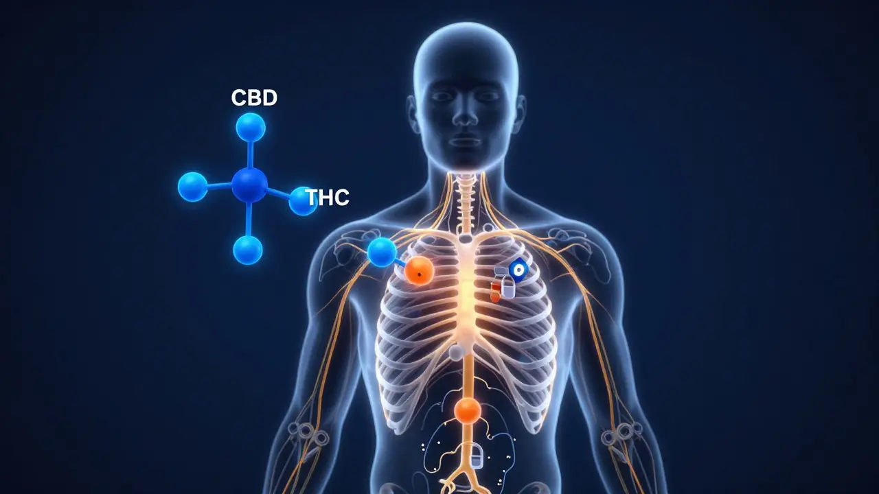 Abstraktní vizualizace interakce THC a CBD molekul s lidským tělem